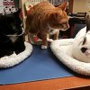 clinica-veterinaria-beasain-gatos-conejo-04.jpg